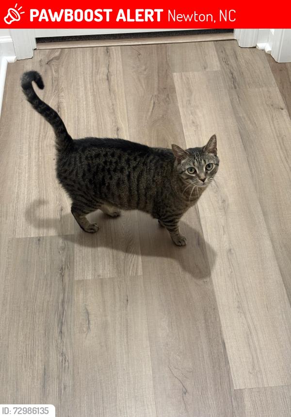Lost Female Cat last seen Sarah Ave/Rowe , Newton, NC 28658