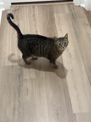 Lost Female Cat last seen Sarah Ave/Rowe , Newton, NC 28658