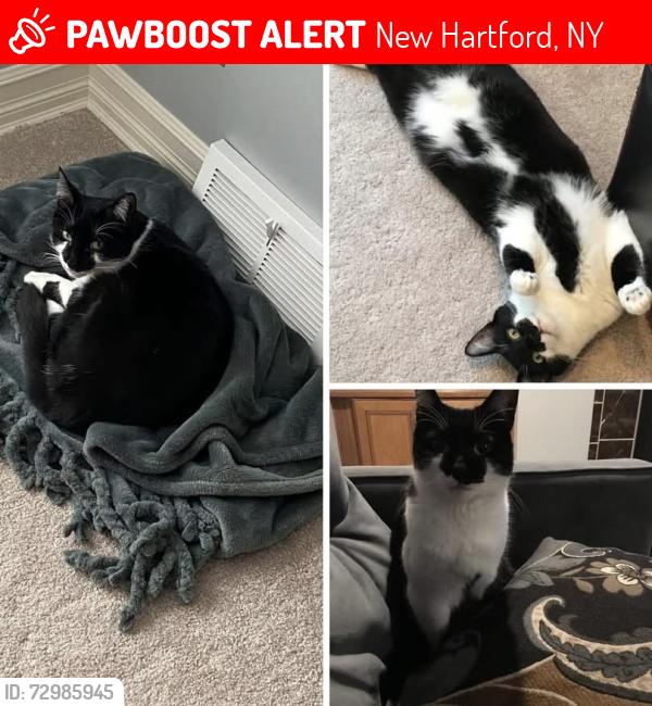 Lost Female Cat last seen Higby Road and Stonebridge Road area, New Hartford, NY 13413