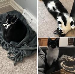 Lost Female Cat last seen Higby Road and Stonebridge Road area, New Hartford, NY 13413