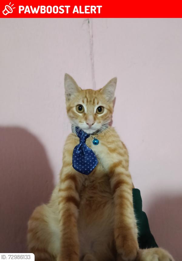 Lost Male Cat last seen En calle las chapanecas , Ciudad Nezahualcóyotl, Méx. 57000