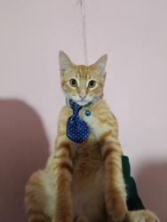 Lost Male Cat last seen En calle las chapanecas , Ciudad Nezahualcóyotl, Méx. 57000