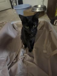 Lost Female Cat last seen Haven&Vista Grove , Rancho Cucamonga, CA 91737