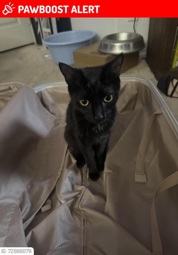 Lost Female Cat last seen Haven&Vista Grove , Rancho Cucamonga, CA 91737