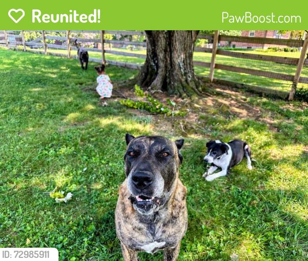 Reunited Male Dog last seen Bardstown and Hudsoj, Louisville, KY 40291