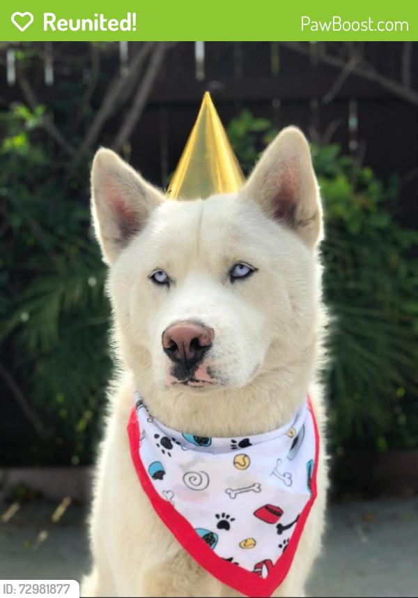 Reunited Male Dog last seen Rojas St, Oceanside, CA 92057