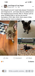Reunited Female Dog last seen Charleston and Chapman , Las Vegas, NV 89104