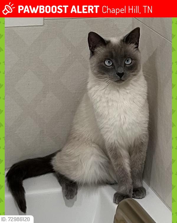 Lost Female Cat last seen Near Sweeney Lane, Chapel Hill, TN 37034