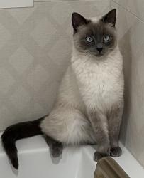 Lost Female Cat last seen Near Sweeney Lane, Chapel Hill, TN 37034