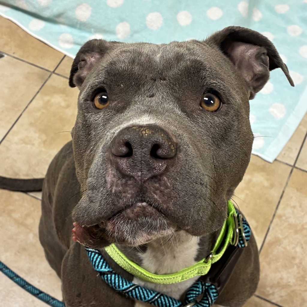 Shelter Stray Female Dog last seen SW 5th Place/Towle, OR, 1700 W Historic Columbia River Hwy, Troutdale, OR 97060, USA