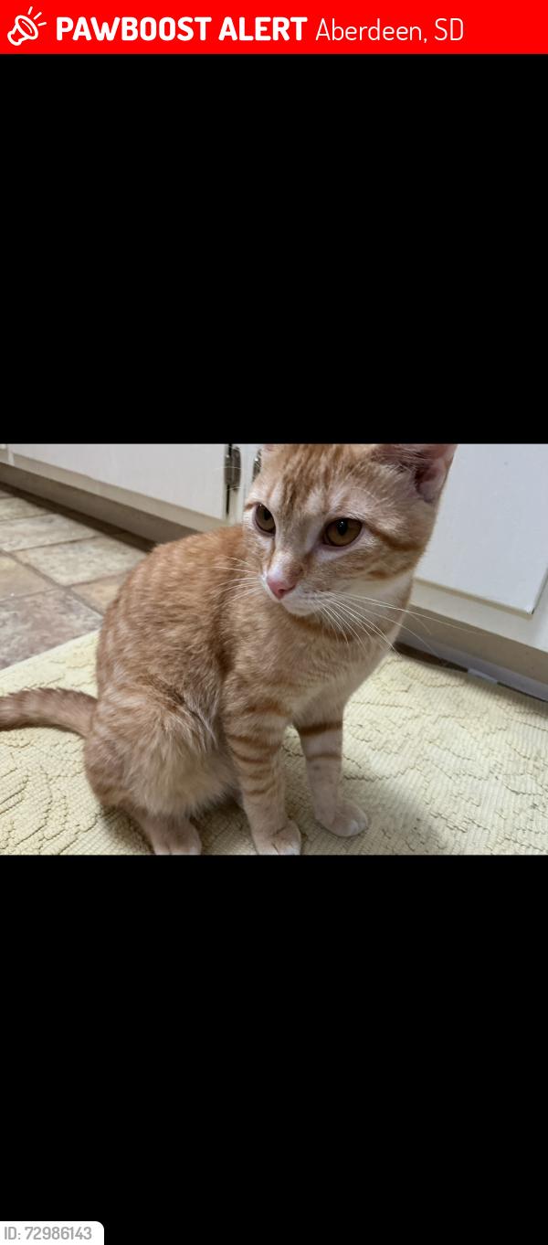 Lost Male Cat last seen Simmons middle school, Aberdeen, SD 57401
