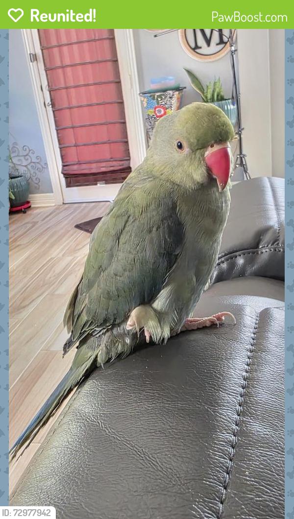Reunited Unknown Bird last seen Huffmeister road, Cypress, TX 77429