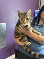 Shelter Stray Female Cat last seen Near S Buckley Mine Drive, Magna Township, UT, 84044, 511 W 3900 S, Salt Lake City, UT 84123, USA