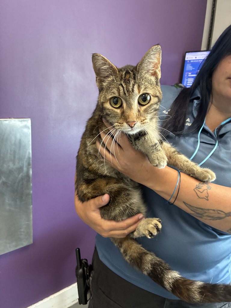 Shelter Stray Female Cat last seen Near S Buckley Mine Drive, Magna Township, UT, 84044, 511 W 3900 S, Salt Lake City, UT 84123, USA