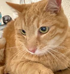 Shelter Stray Male Cat last seen Near Bettsbury Lane, HOLLY SPRINGS, NC, 27540, 820 Beacon Lake Dr, Raleigh, NC 27610, USA
