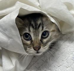 Shelter Stray Female Cat last seen Near Goodwin Drive, Vista, CA, 92084, Escondido, CA 92027, USA