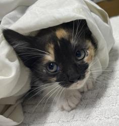 Shelter Stray Female Cat last seen Near Goodwin Drive, Vista, CA, 92084, Escondido, CA 92027, USA