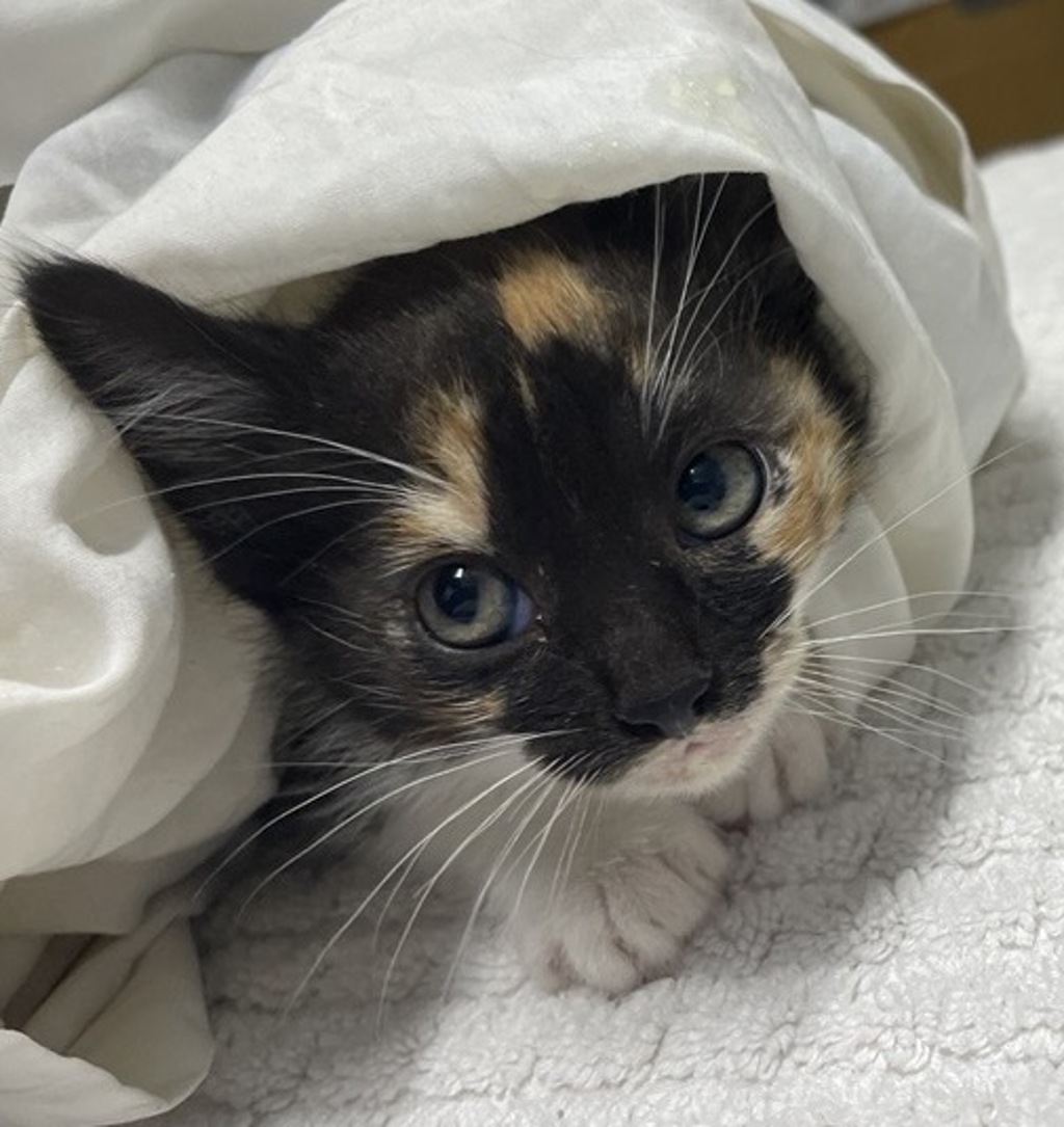 Shelter Stray Female Cat last seen Near Goodwin Drive, Vista, CA, 92084, Escondido, CA 92027, USA