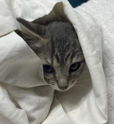 Shelter Stray Male Cat last seen Goodwin Drive, Vista, CA, 92084, Escondido, CA 92027, USA