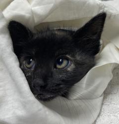 Shelter Stray Female Cat last seen Near Goodwin Drive, Vista, CA, 92084, Escondido, CA 92027, USA