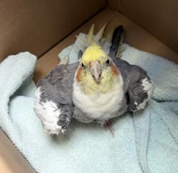 Shelter Stray Male Bird last seen Near Smythe Avenue, San Diego, CA, 92173, 5500 Gaines St, San Diego, CA 92110, USA