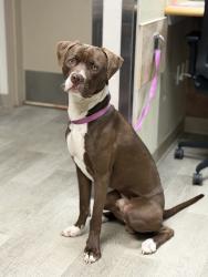Shelter Stray Male Dog last seen Near W Mission Bay Drive, San Diego, CA, 92109, 5500 Gaines St, San Diego, CA 92110, USA