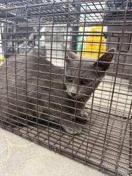 Shelter Stray Female Cat last seen Near Cajundome Boulevard, LAFAYETTE, LA, 70506, 410 Dugas Rd, Lafayette, LA 70507, USA