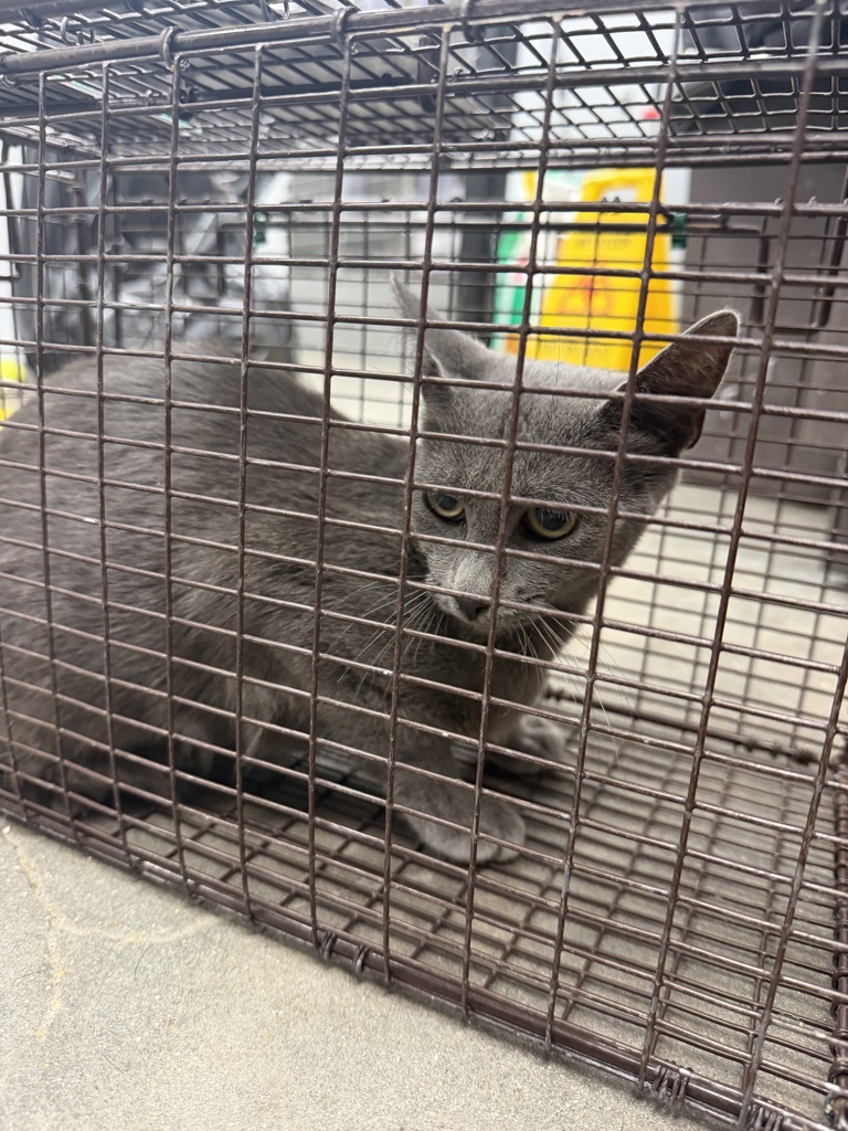 Shelter Stray Female Cat last seen Near Cajundome Boulevard, LAFAYETTE, LA, 70506, 410 Dugas Rd, Lafayette, LA 70507, USA