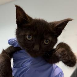 Shelter Stray Male Cat last seen Near Webster Avenue, San Diego, CA, 92113, 5500 Gaines St, San Diego, CA 92110, USA