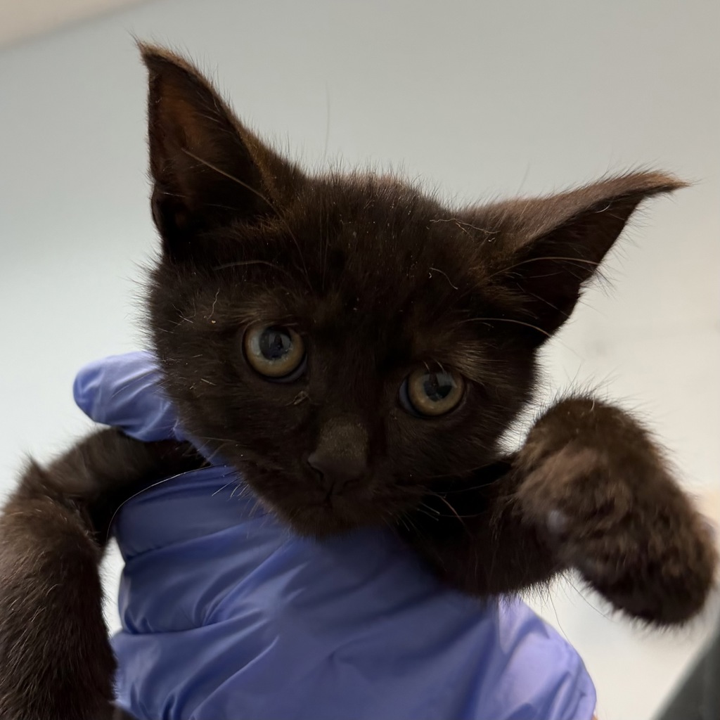 Shelter Stray Male Cat last seen Near Webster Avenue, San Diego, CA, 92113, 5500 Gaines St, San Diego, CA 92110, USA
