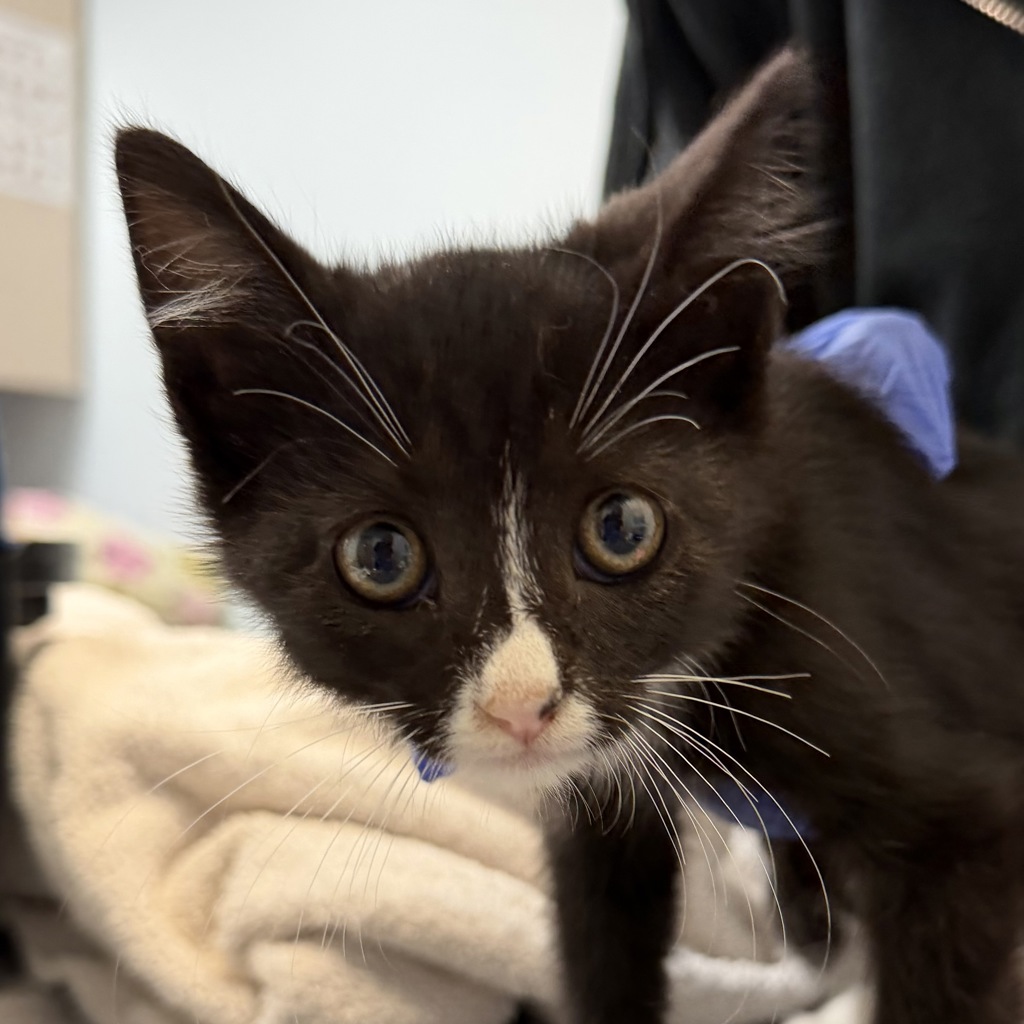 Shelter Stray Male Cat last seen Near Webster Avenue, San Diego, CA, 92113, 5500 Gaines St, San Diego, CA 92110, USA