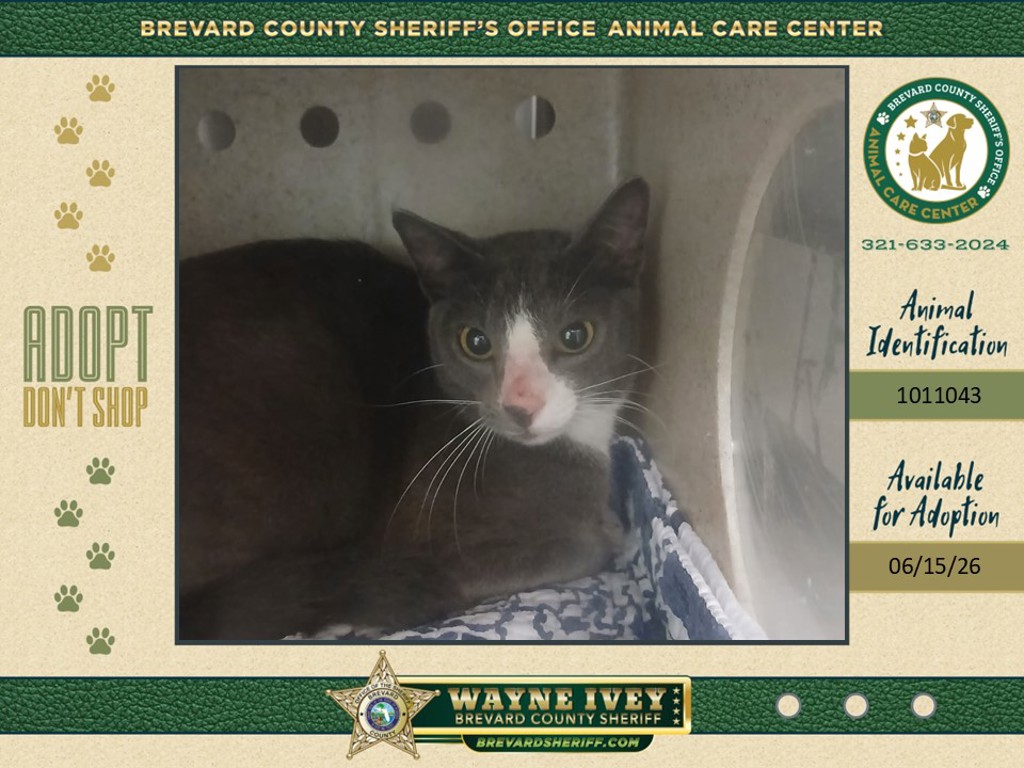 Shelter Stray Unknown Cat last seen Near Meadows Green Road, MIMS, FL, 32754, 5100 W Eau Gallie Blvd, Melbourne, FL 32934, USA