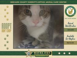 Shelter Stray Unknown Cat last seen Near Turkey Point Drive, TITUSVILLE, FL, 32780, 5100 W Eau Gallie Blvd, Melbourne, FL 32934, USA
