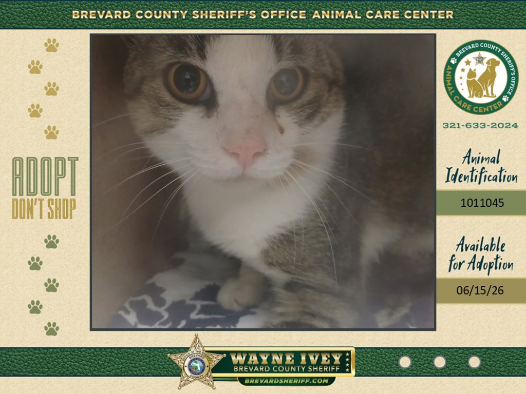 Shelter Stray Unknown Cat last seen Near Turkey Point Drive, TITUSVILLE, FL, 32780, 5100 W Eau Gallie Blvd, Melbourne, FL 32934, USA