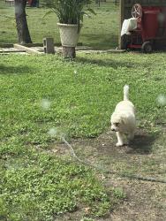 Lost Male Dog last seen Copperfield, Houston, TX 77095