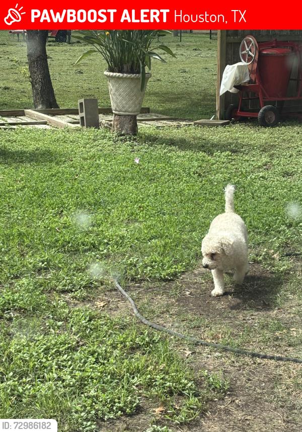 Lost Male Dog last seen Copperfield, Houston, TX 77095