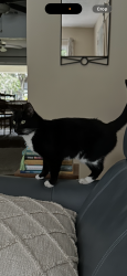 Lost Female Cat last seen Meadows Ave, Orlando, FL 32804