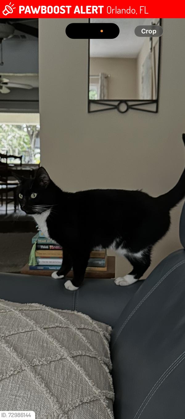 Lost Female Cat last seen Meadows Ave, Orlando, FL 32804