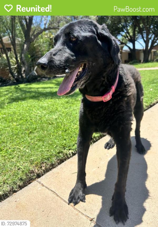 Reunited Female Dog last seen Blossom Ln & N Grandview Ave, Odessa, TX 79762, USA, Odessa, TX 79762