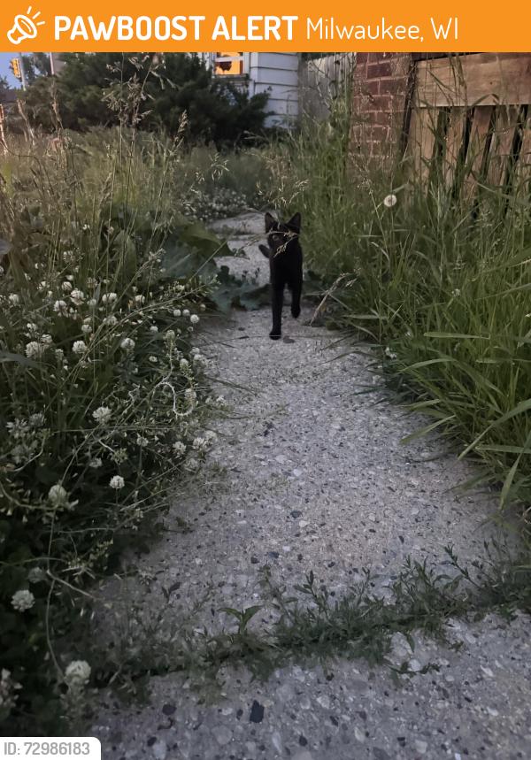 Found/Stray Unknown Cat last seen 20th and Hopkins near the Singh gas station , Milwaukee, WI 53206