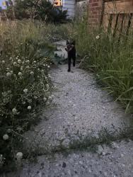 Found/Stray Unknown Cat last seen 20th and Hopkins near the Singh gas station , Milwaukee, WI 53206