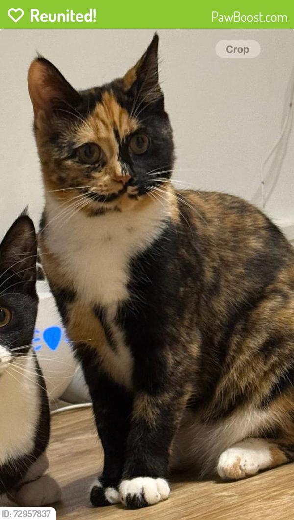 Reunited Female Cat last seen Meon Vale est and industrial est, Warwickshire, England CV37 8YX