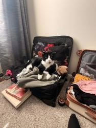 Reunited Male Cat last seen Upper bottom road, Saint Charles, MO 63303
