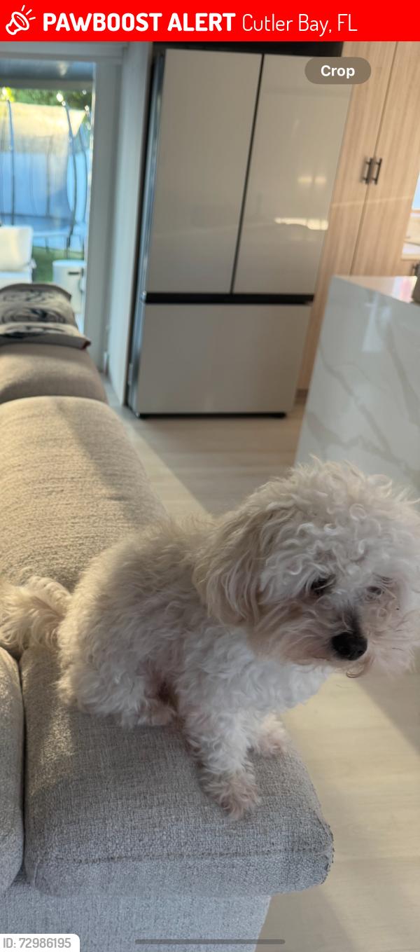 Lost Female Dog last seen Dana Rd, Cutler Bay, FL 33157