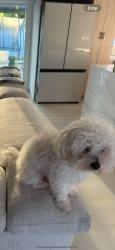 Lost Female Dog last seen Dana Rd, Cutler Bay, FL 33157