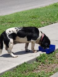 Found/Stray Female Dog last seen Collingswood and gollihar corner, Corpus Christi, TX 78412