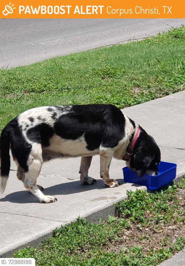 Found/Stray Female Dog last seen Collingswood and gollihar corner, Corpus Christi, TX 78412