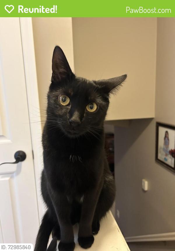 Reunited Male Cat last seen willowpark ct, powell, oh, Columbus, OH 43065
