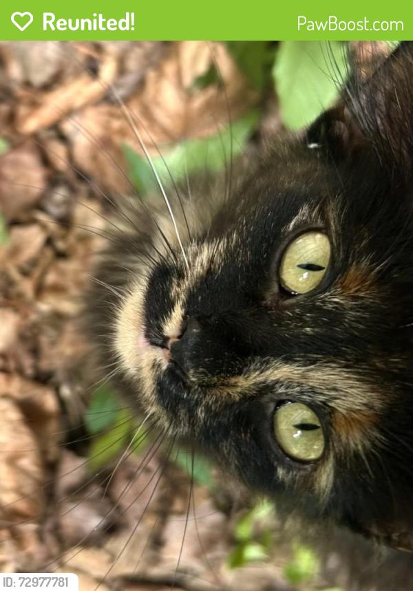 Reunited Female Cat last seen 15th&Spring, Canton, OH 44714