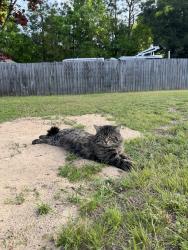 Lost Male Cat last seen Frank Reeder Road , Escambia County, FL 32526